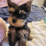 Un Jorkie au pelage bicolore, assis et semblant détendu 