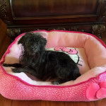 Un Jorkie au pelage noir, allongé dans un panier et semblant détendu 