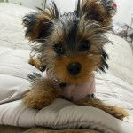 Un Jorkie au pelage icolore, allongé sur un lit, portant un habit et un collier autour du cou 