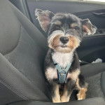 Un Jorkie au pelage tricolore, assis sur le siège d'une voiture et portant un harnais 