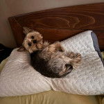 Un Jorkie au pelage bicolore, allongé sur un oreiller et regardant la caméra 