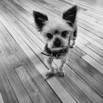 Un Jorkie sur un plancher et portant un collier autour du cou 