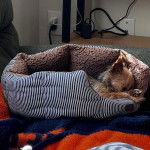 Un Jorkie au pelage tricolore, allongé dans un panier 