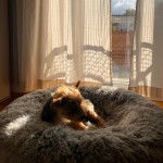 Un Jorkie allongé dans un panier et semblant détendu 