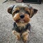 Un Jorkie au pelage tricolore, assis sur une moquette et tirant la langue 