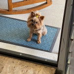 Un Jorkie au pelage bicolore, assis sur un tapis et regardant la caméra