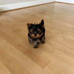 Un Jorkie au pelage bicolore, marchant sur un plancher et regardant la caméra 