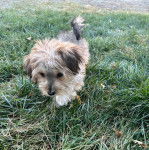 Un Jorkie au pelage bicolore, marchant sur un terrain herbeux 