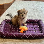 Un Jorkie au pelage bicolore, assis dans un panier et portant un collier autour du cou 