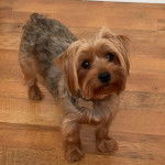 Un Jorkie au pelage bicolore, sur un plancher et portant un collier autour du cou 