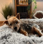 Un Jorkie au pelage bicolore, allongé dans un panier et regardant la caméra 