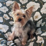 Un Jorkie au pelage bicolore, assis sur un lit et regardant la caméra