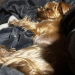 Un Jorkie au pelage bicolore, allongé sur un canapé et semblant dormir 