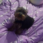 Un Jorkie au pelage bicolore, assis sur un lit et regardant la caméra 