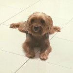 Un Jorkie allongé sur un sol carrelé et regardant la caméra 