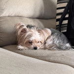 Un Jorkie au pelage bicolore, allongé sur un canapé et regardant la caméra 