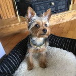 Un Jorkie au pelage bicolore, assis dans un panier et portant un collier autour du cou 