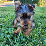 Un Jorkie au pelage bicolore, allongé sur une surface herbacée 