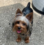 Un Jorkie au pelage bicolore, sur une surface en béton et portant un collier autour du cou 
