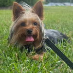 Un Jorkie au plage bicolore, allongé sur une surface gazonnéé et qui est tenu en laisse 