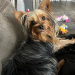 Un Jorkie au pelage bicolore, allongé sur un canapé et regardant la caméra 