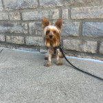 Un Jorkie au pelage tricolore, assis sur une surface terrassée et qui est tenu en laisse 