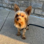 Un Jorkie au pelage bicolore, assis sur une surface terrassée et qui est tenu en laisse 