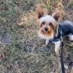 Un Jorkie sur un terrain herbeux et qui est tenu en laisse 