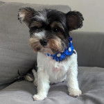 Un Jorkie au pelage tricolore, assis sur un canapé et portant un collier autour du cou 