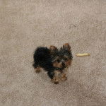 Un Jorkie au pelage bicolore, se tenant à quatre pattes sur une moquette et regardant la caméra 