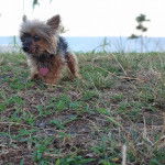 Un Jorkie au pelage bicolore, sur un terrain herbeux et portant un collier autour du cou 