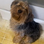 Un Jorkie au pelage bicolore, assis sur un sol carrelé et regardant la caméra