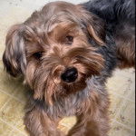 Un Jorkie au pelage bicolore, assis sur un sol carrelé et regardant la caméra 