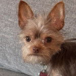 Un Jorkie au pelage bicolore, regardant la caméra et portant un collier autour du cou 