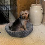 Un Jorkie au pelage bicolore, assis dans un panier et regardant la caméra 