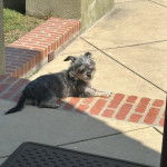 Un Jorkie au pelage bicolore, allongé sur une surface en béton et semblant détendu 