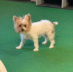 Un Jorkie au pelage bicolore, sur une moquette et regardant la caméra 