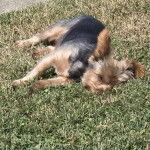 Un Jorkie au pelage bicolore, allongé sur un terrain herbeux et semblant détendu 