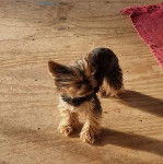 Un Jorkie au pelage bicolore, sur un plancher et regardant la caméra 