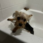 Un Jorkie au pelage mouillé, dans une baignoire et regardant la caméra 