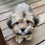 Un Jorkie au pelage bicolore, sur un plancher et regardant la caméra 