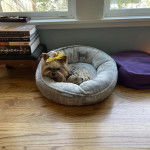 Un Jorkie au pelage bicolore, allongé dans un panier et regardant la caméra 