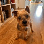 Un Jorkie au pelage bicolore, sur un plancher et regardant la caméra 