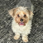 Un Jorkie au pelage bicolore, sur une moquette et tirant la langue 