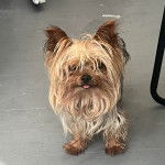 Un Jorkie au pelage bicolore, sur un sol carrelé et tirant la langue 