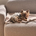 Un Jorkie au pelage bicolore, allongé sur un canapé et regardant la caméra 