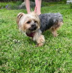 Un Jorkie se tenant à quatre pattes sur une surface herbacée et qui est tenu en laisse 