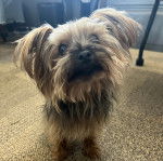 Un Jorkie sur une moquette et regardant le plafond 