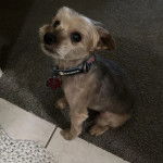 Un Jorkie assis sur une moquette et portant un collier autour du cou 