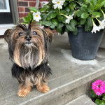 Un Jorkie au pelage tricolore, sur une surface terrassée et semblant détendu 